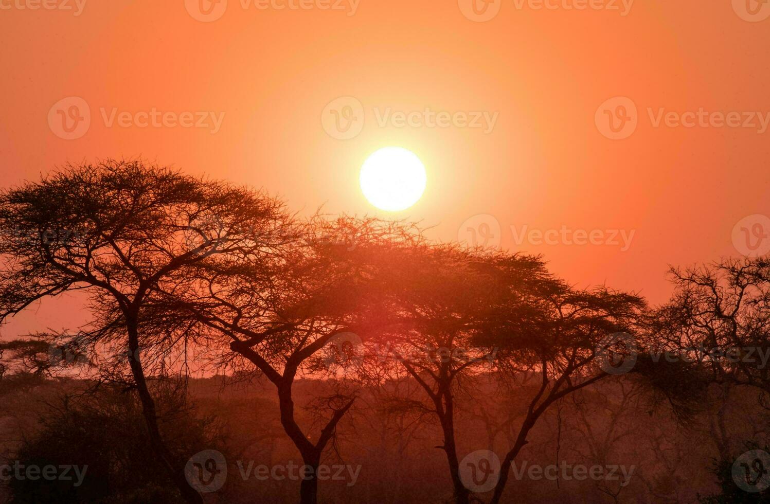 tropical mar pôr do sol árvore céu Visão fundo foto