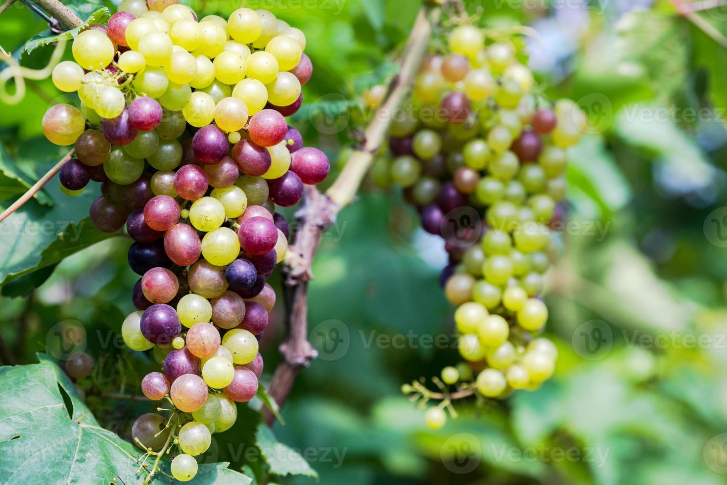 vinhedo com uvas para vinho branco no campo, cachos de uvas ensolarados pendurados na videira foto