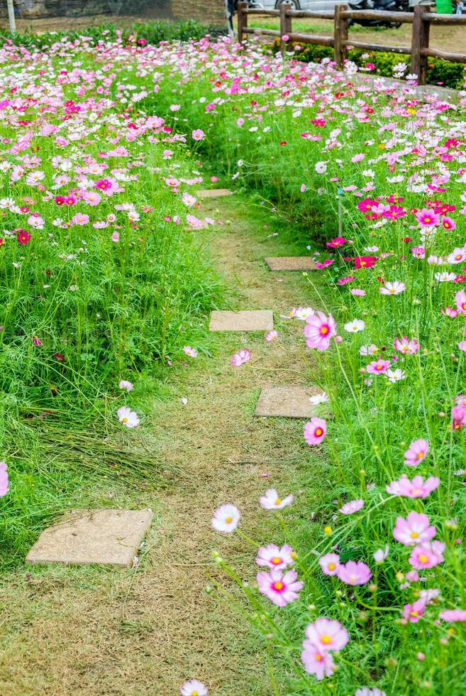 passarela cosmos flor dentro jardim foto