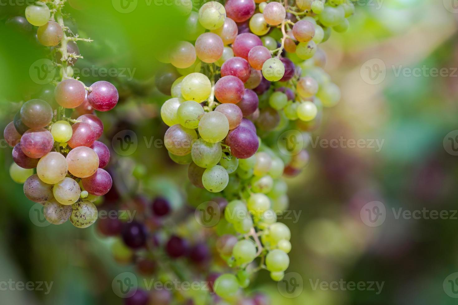 vinhedo com uvas para vinho branco no campo, cachos de uvas ensolarados pendurados na videira foto