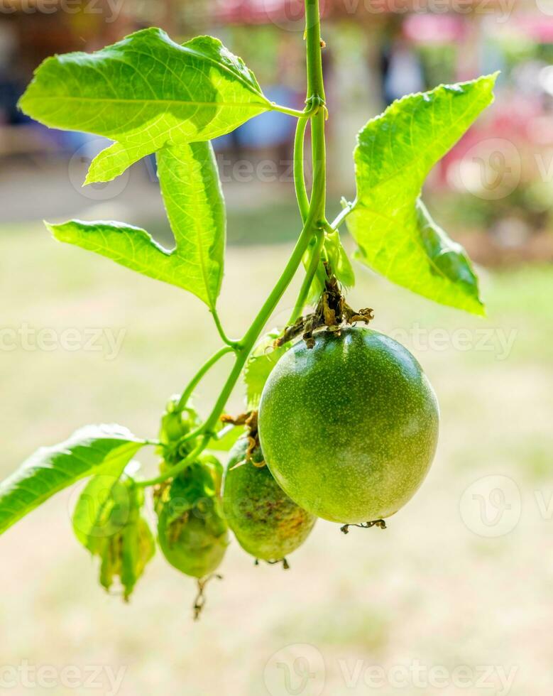 paixão fruta verde fruta suspensão foto