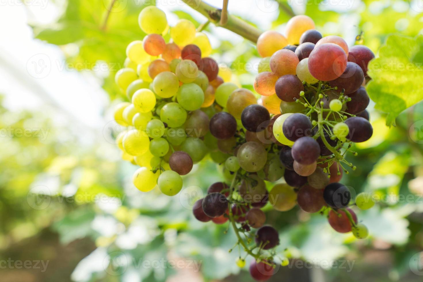 vinhedo com uvas para vinho branco no campo, cachos de uvas ensolarados pendurados na videira foto