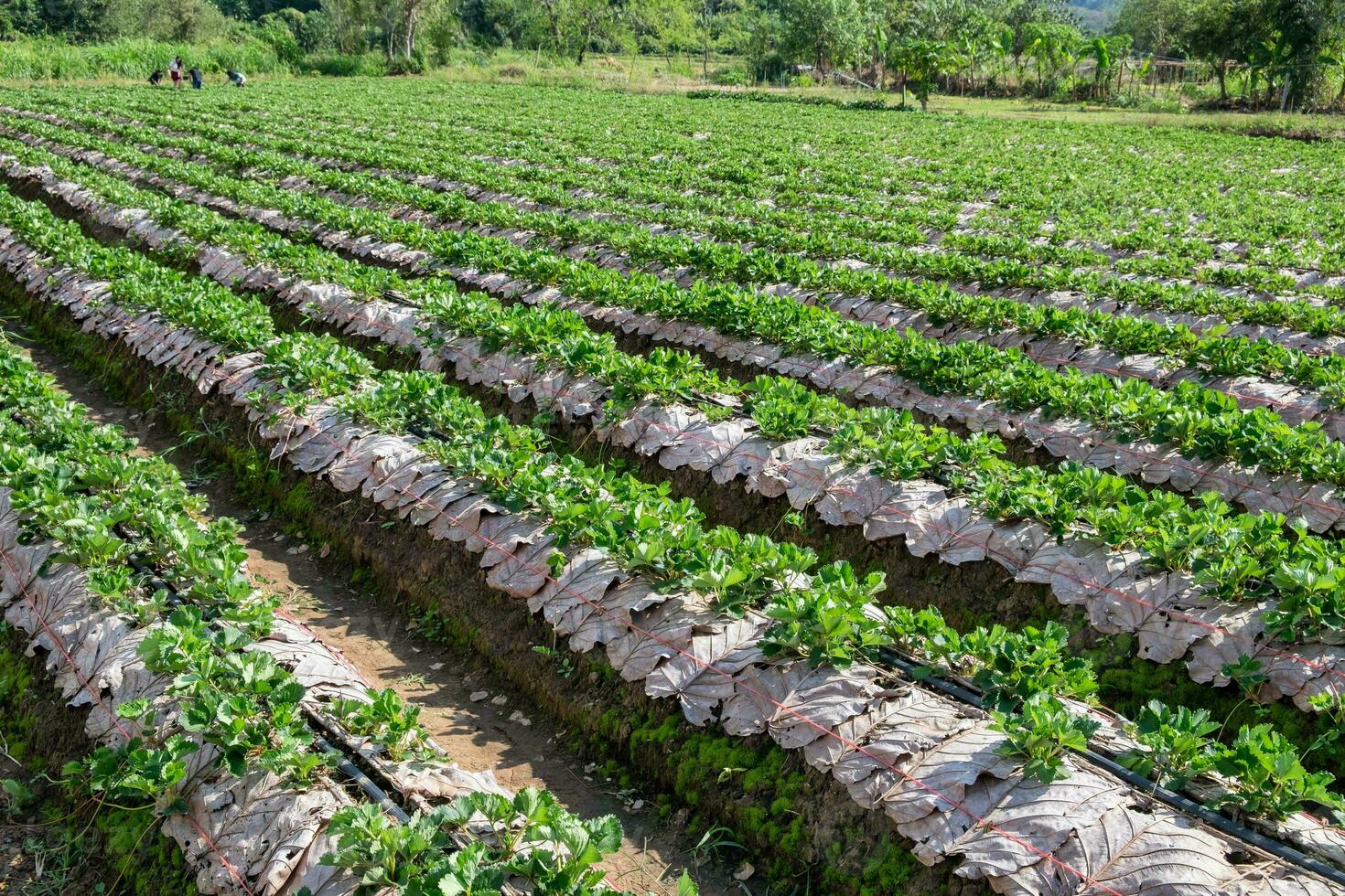 panorama sulco morango plantação foto