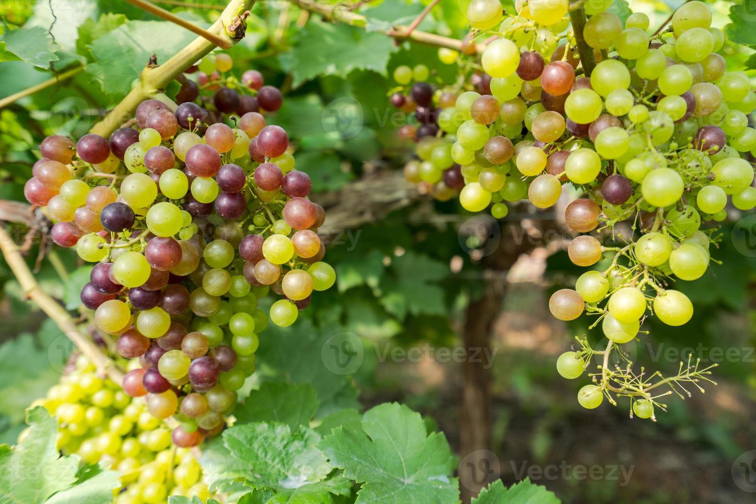vinhedo com uvas para vinho branco no campo, cachos de uvas ensolarados pendurados na videira foto