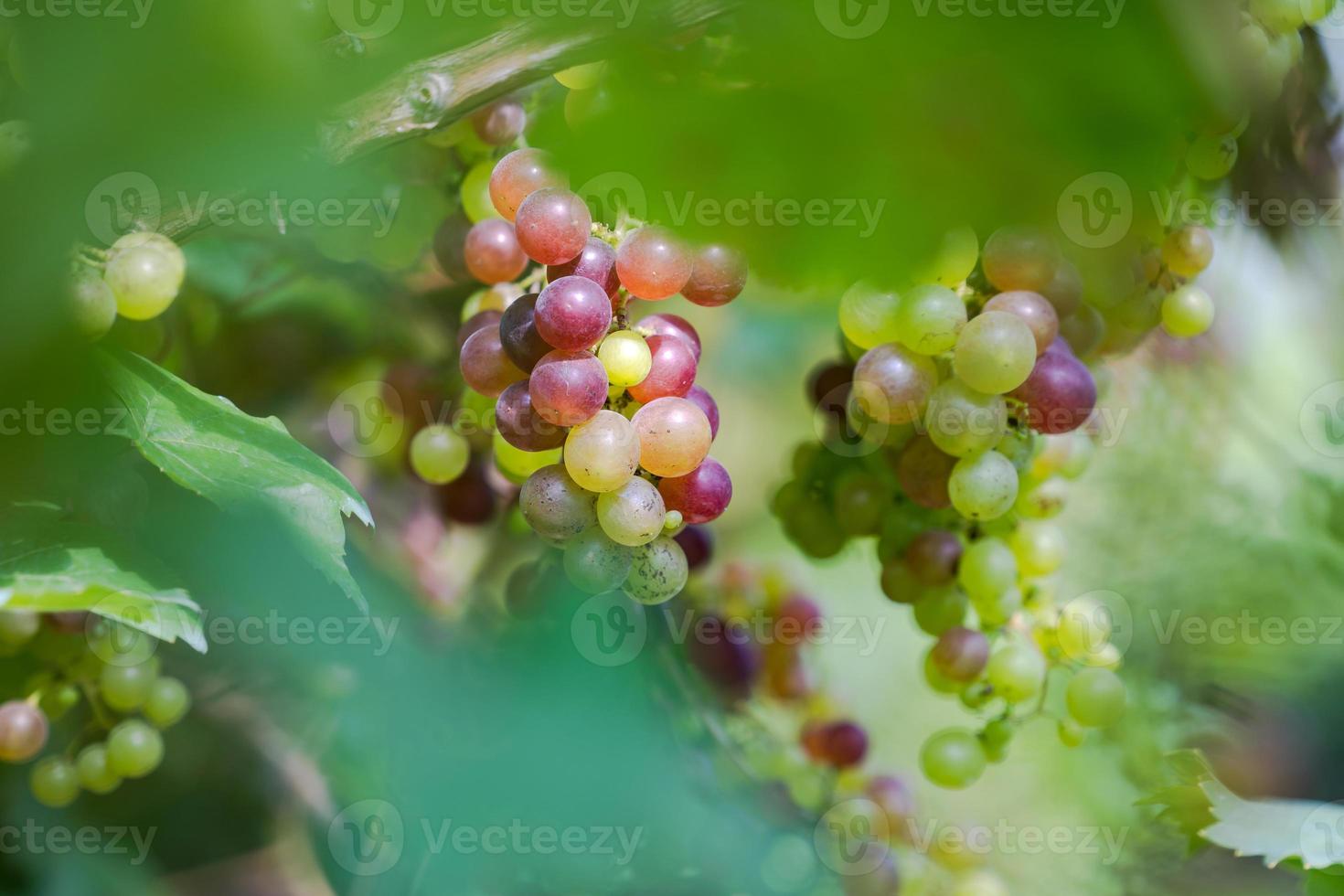 vinhedo com uvas para vinho branco no campo, cachos de uvas ensolarados pendurados na videira foto