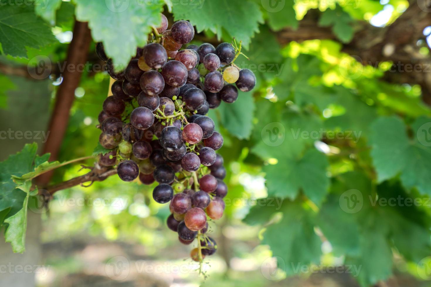 vinhedo com uvas maduras no campo, uvas roxas penduradas na videira foto