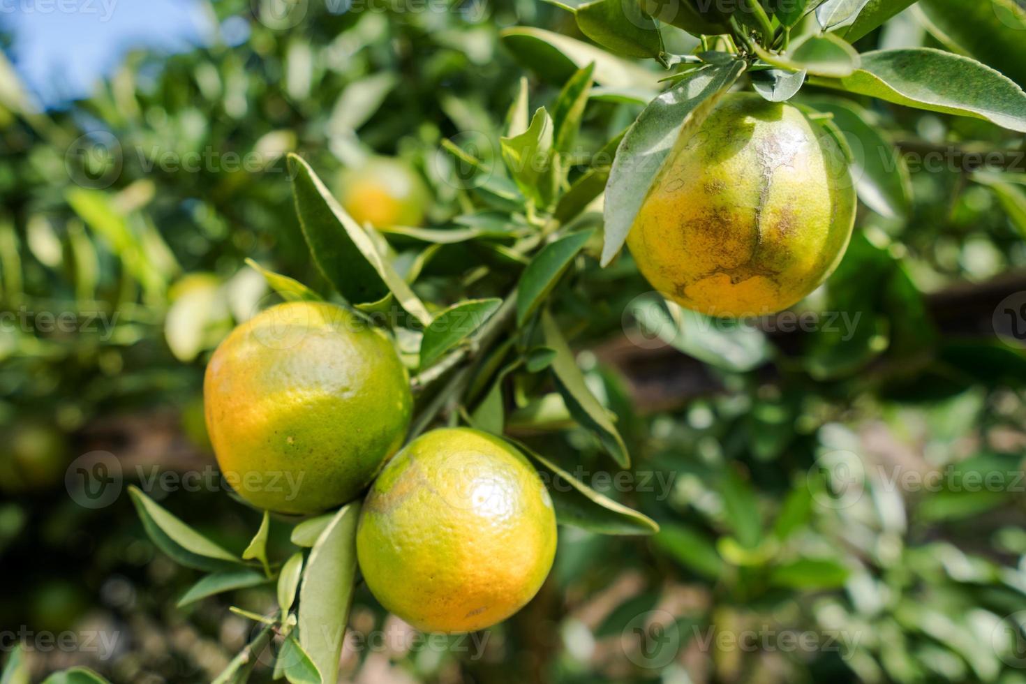 jardim de plantação de laranja, laranja madura pendurada em uma árvore foto