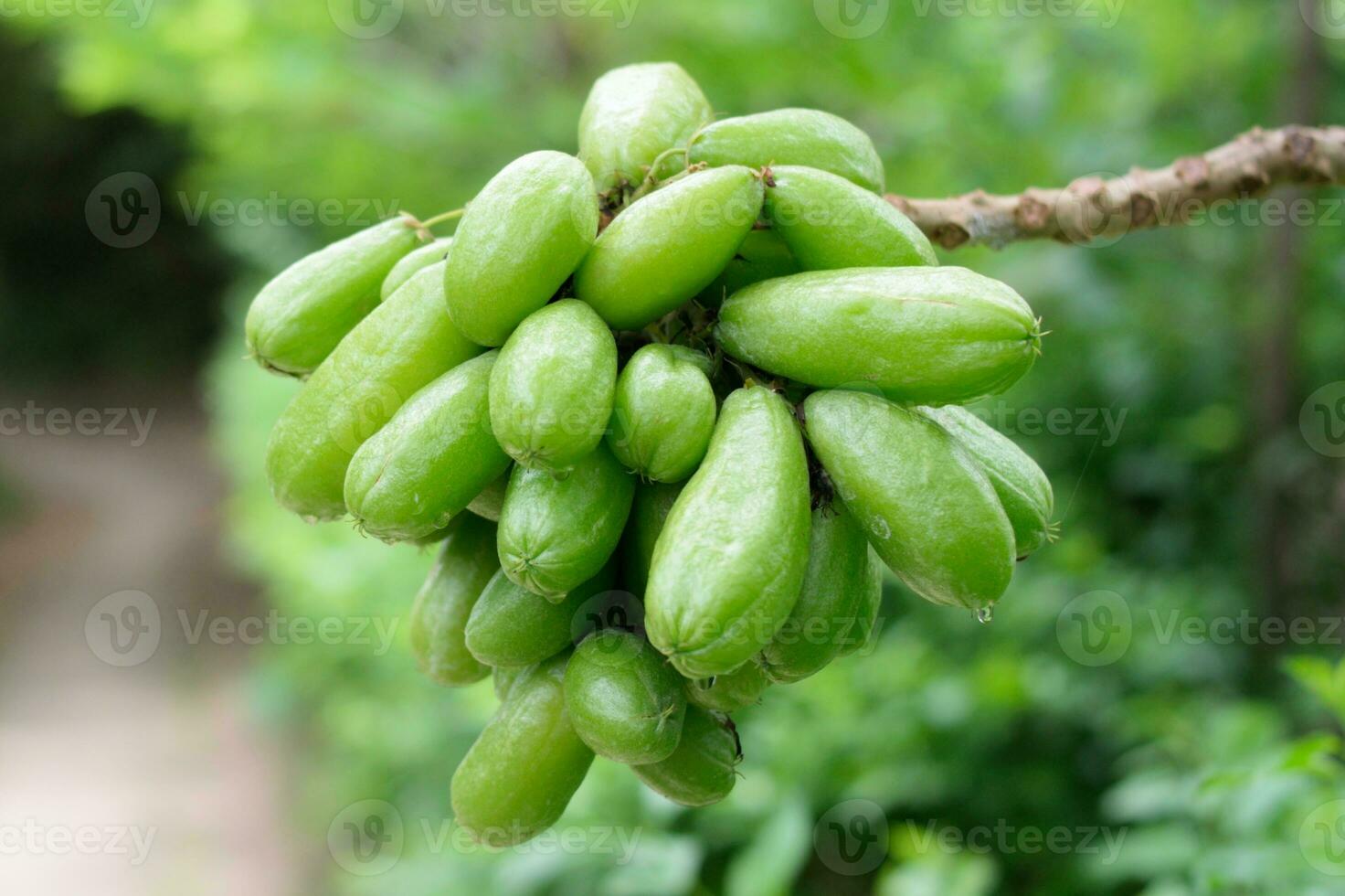 fechar-se do averrhoa bilimbi fruta dentro a borrão fundo. fresco desmembramento buloh com orvalho água dentro a manhã foto