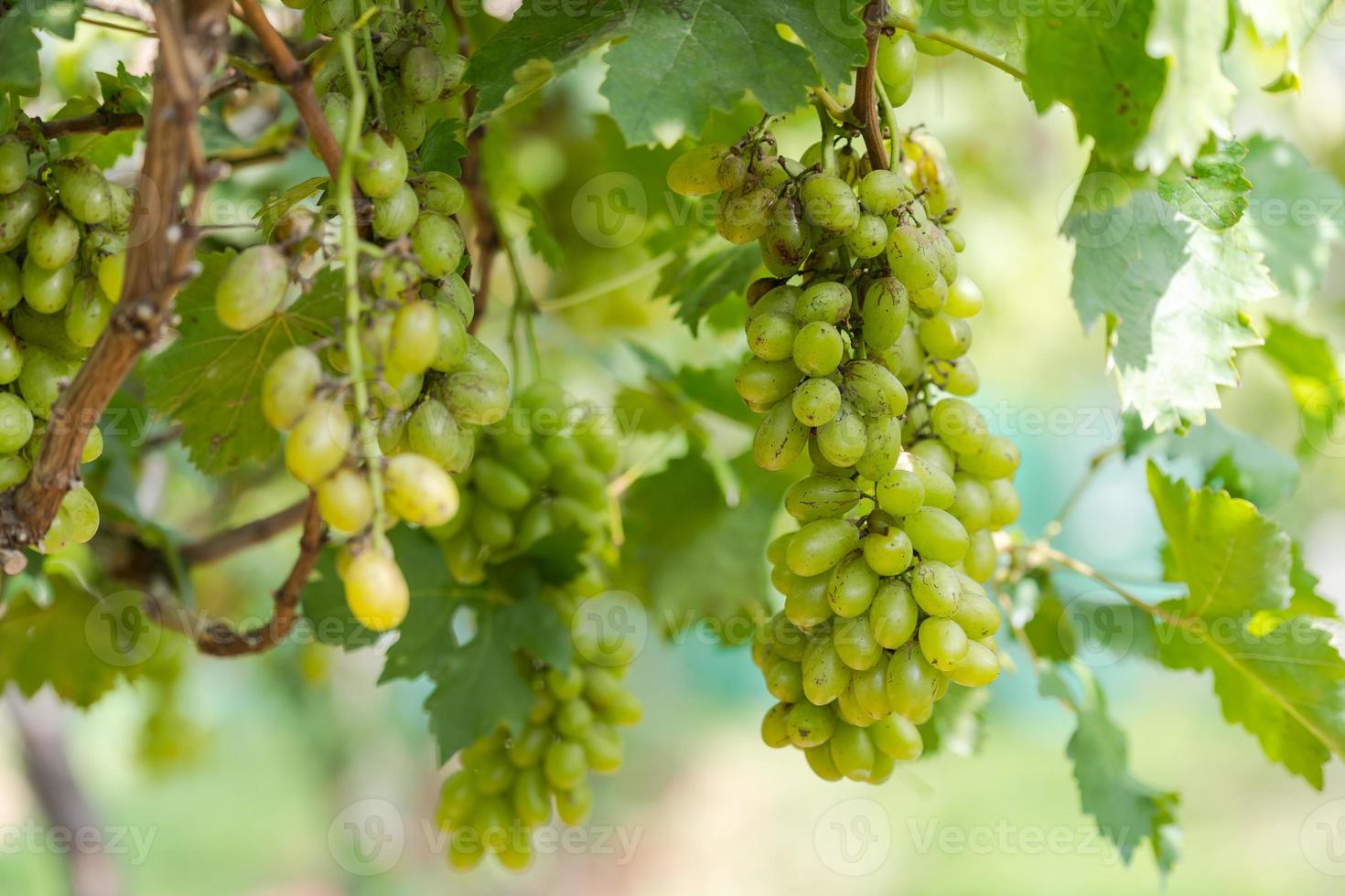 vinhedo com uvas para vinho branco no campo, cachos de uvas ensolarados pendurados na videira foto