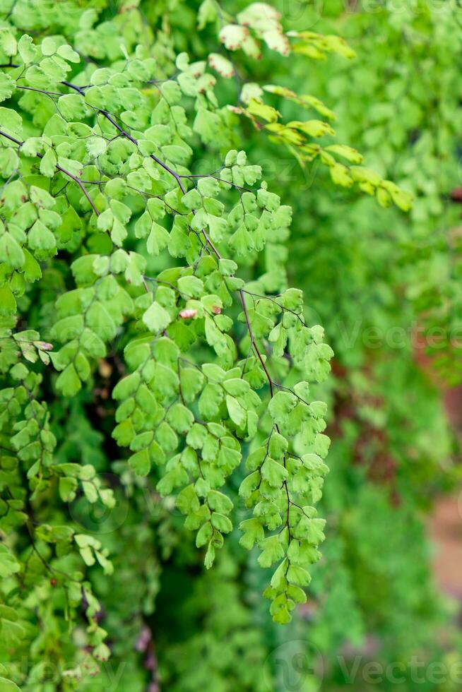 donzela cabelo samambaia adiantum sp verde folha brilhante foto