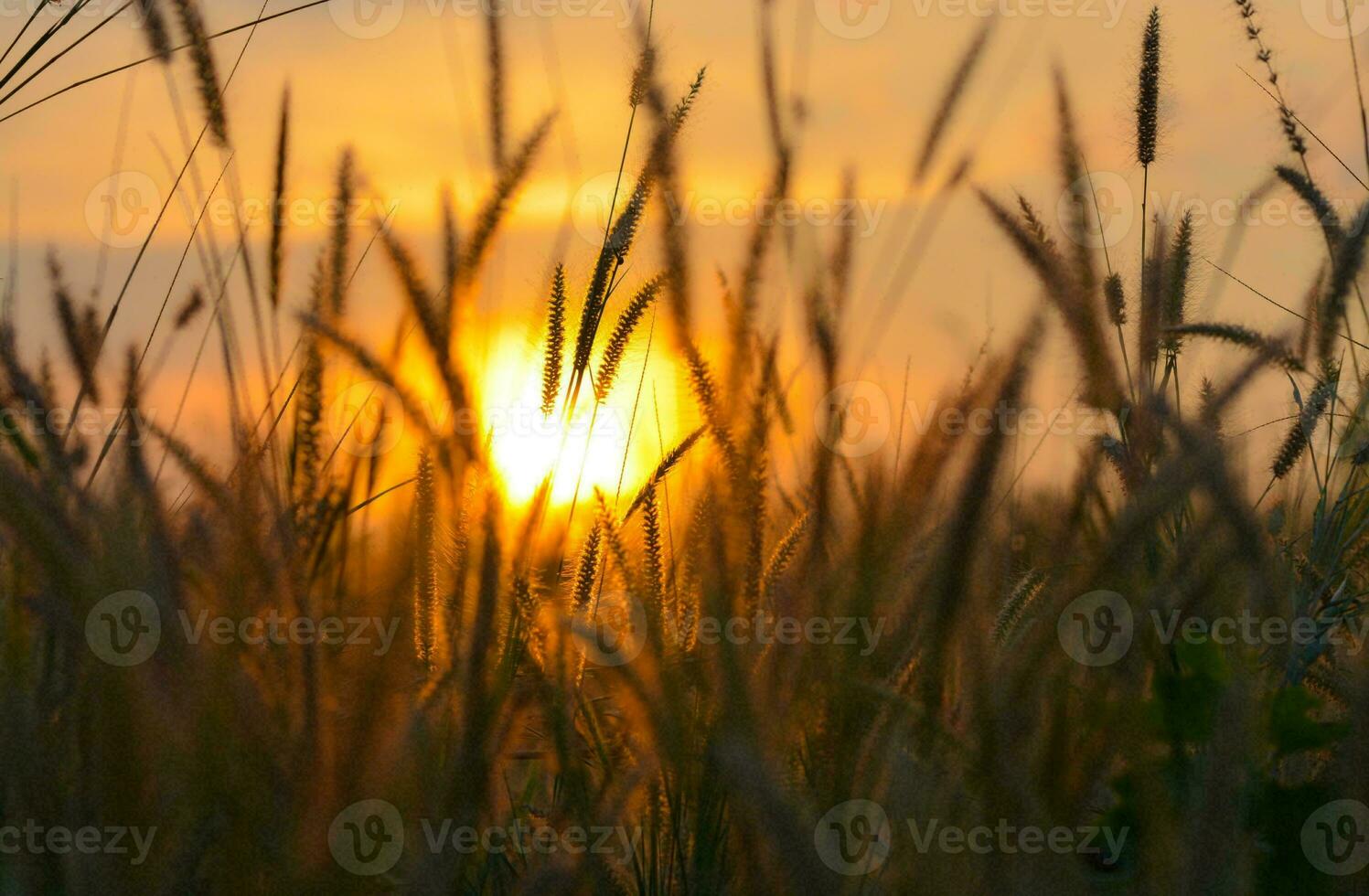 tropical mar pôr do sol árvore céu Visão fundo foto