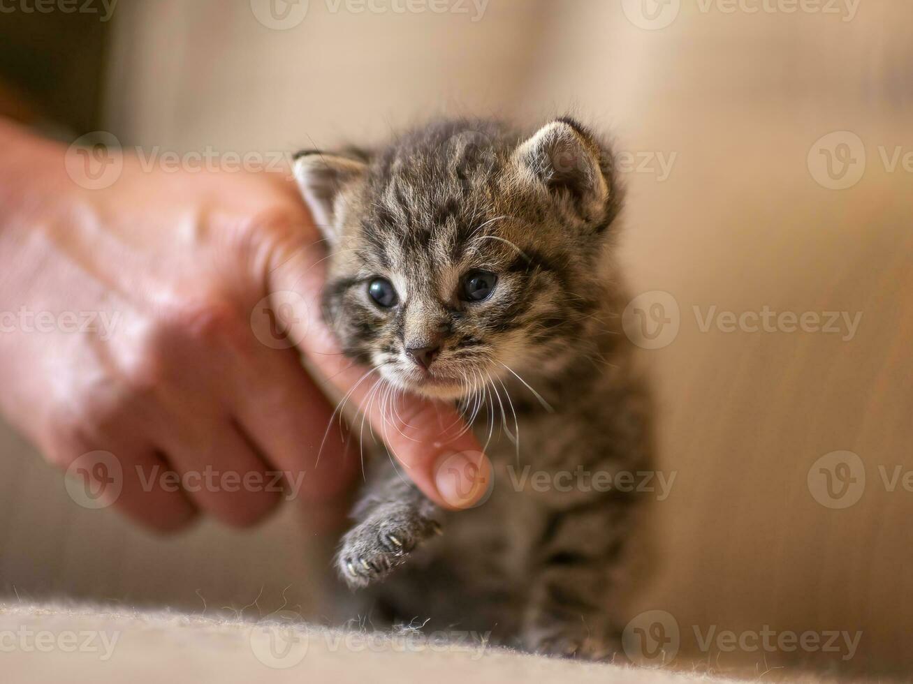 1 jovem doméstico listrado gato felis catus parece fofa foto