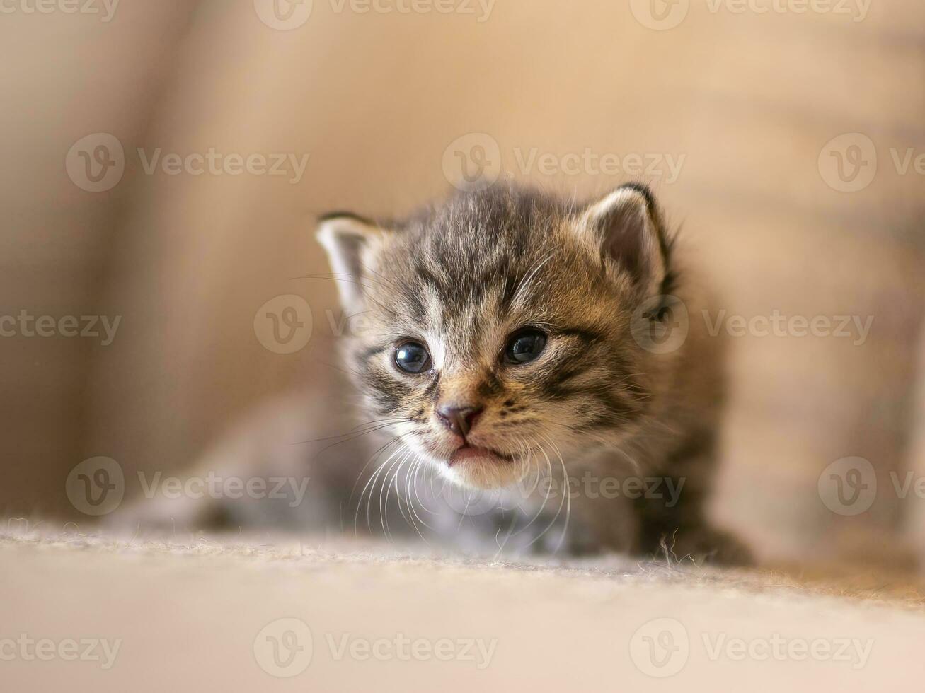 1 jovem doméstico listrado gato felis catus parece fofa foto