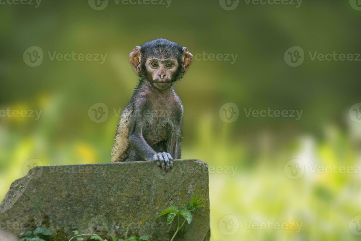 1 jovem barbary macaque senta em uma pedra e parece muito curioso foto