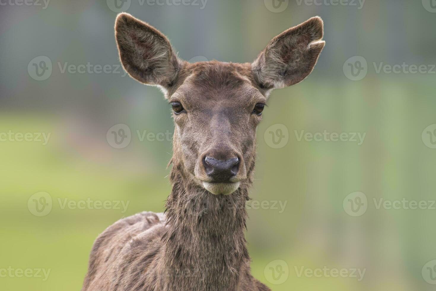 1 retrato do uma vermelho veado corça cervus Elaphus dentro uma Prado foto