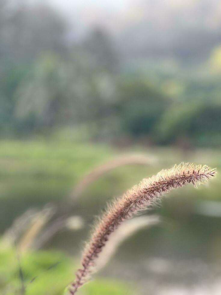 lindo botânico tomada, natural papel de parede foto