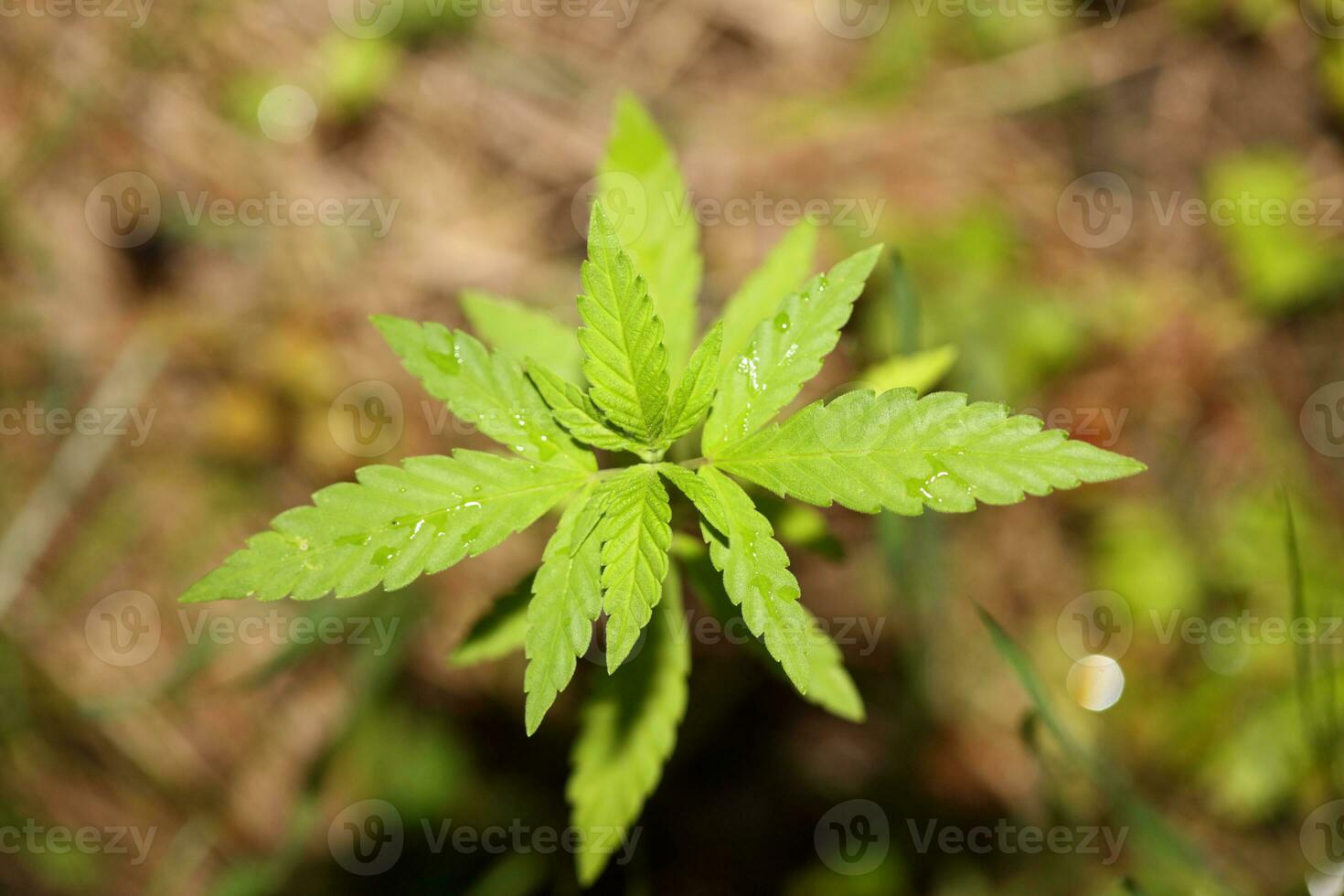 bebê cannabis plantar a vegetativo etapa do maconha crescendo plantinha macro em natureza verde fundo para a Produção essencial cbd óleo dentro medicinal preparativos grande Tamanho Alto qualidade impressão foto