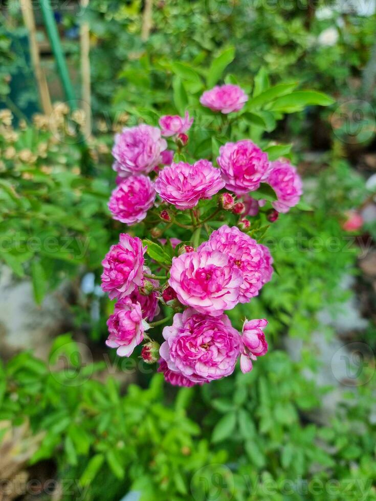 lindo fresco ramalhete Rosa Vinhedo música rosa flor árvore com verde folhas dentro botânica jardim. suave perfumado roxa romance plantar foto