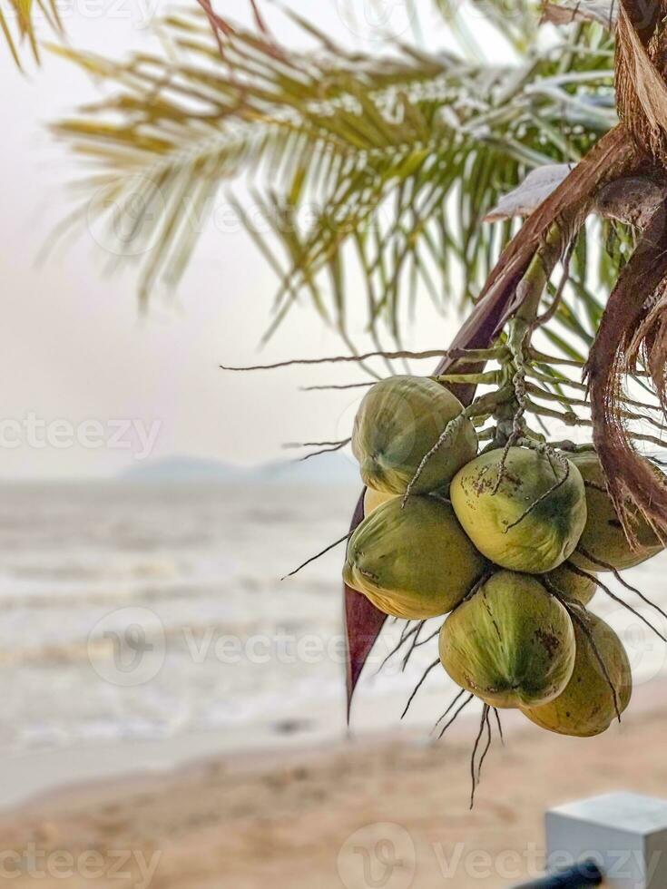 grupo do coco orgânico fruta suspensão em ramo árvore. água suco saudável bebida. mar Visão dourado areia em de praia. foto