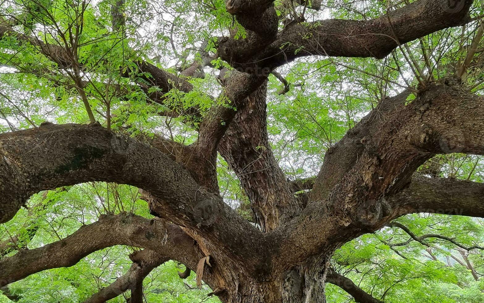 lindo grande verde árvore dentro botânica jardim parque. caminho verde Relva dentro Primavera gigante tropical plantar. foto