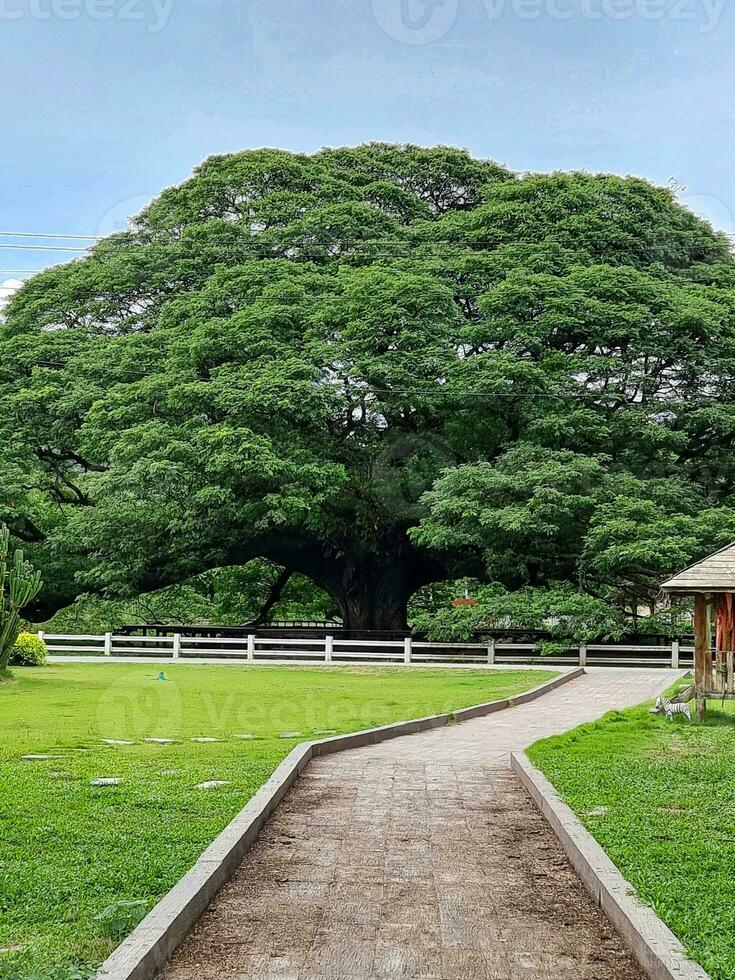 lindo grande verde árvore dentro botânica jardim parque. caminho verde Relva dentro Primavera gigante tropical plantar. foto