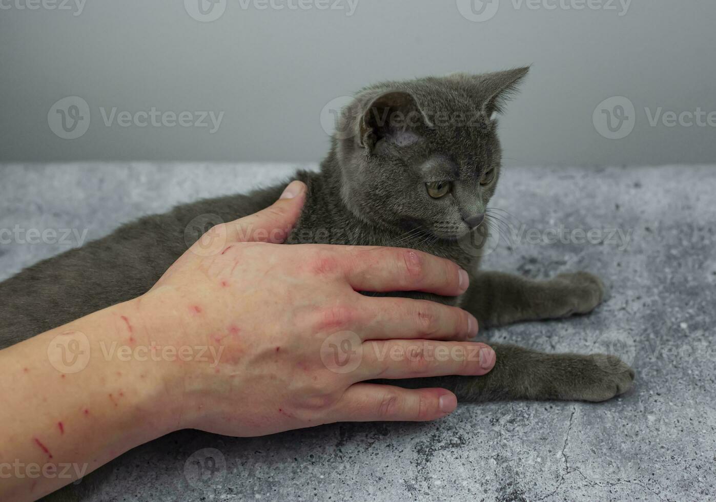 agressivo cinzento gato atacado a mão. lindo fofa gato jogando com mulher mão e morder com engraçado emoções foto