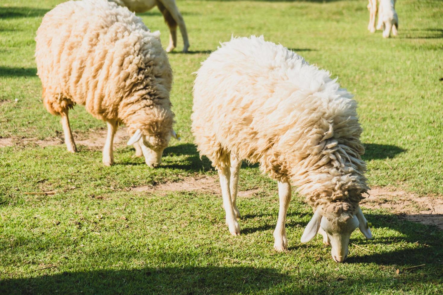 ovelha na grama verde foto