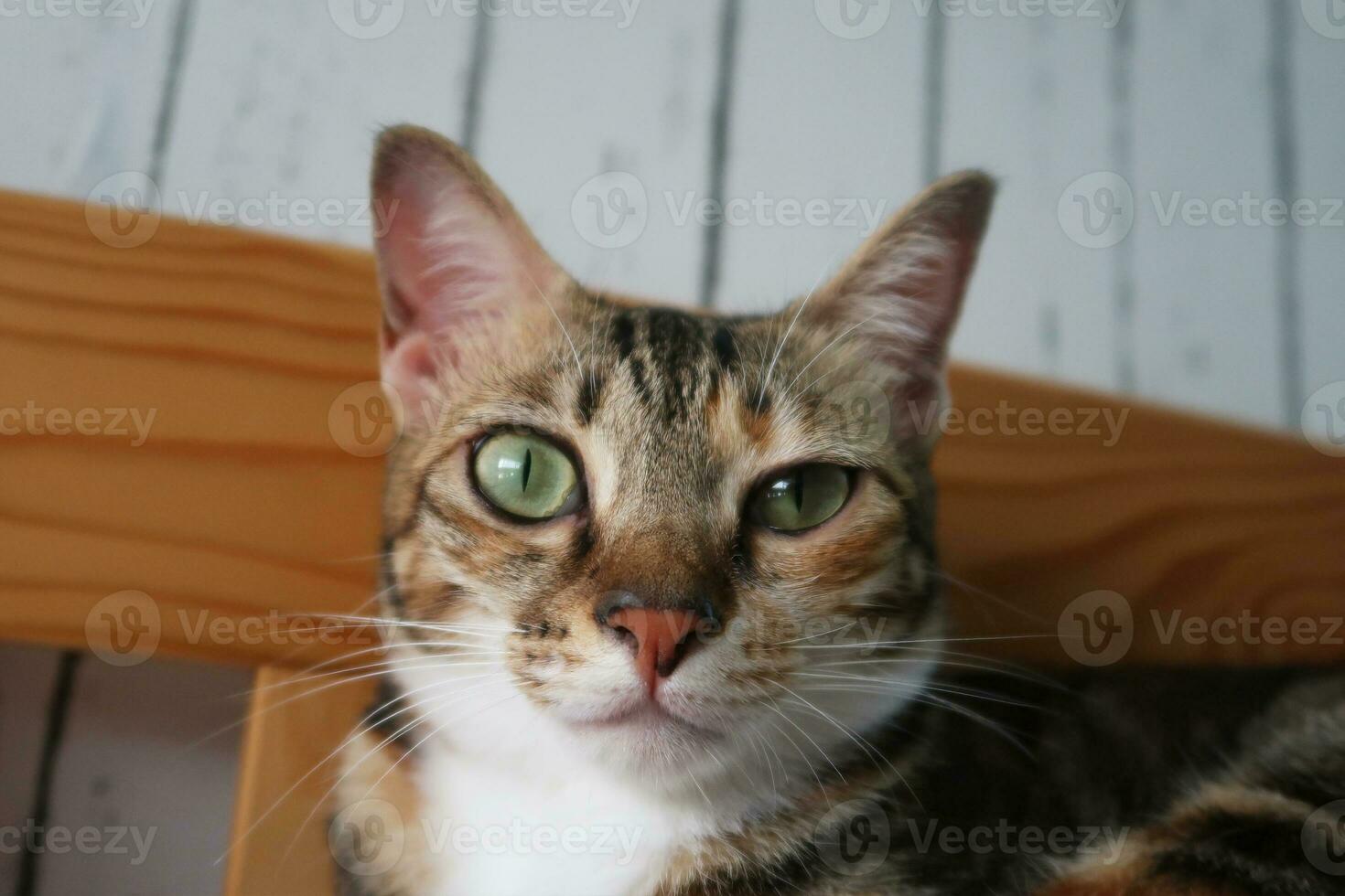 gatinho com infecção ocular olhando para a câmera. vista frontal do gato com um olho vítreo, lacrimejante e descolorido. olho de gato meio fechado de dor. conjuntivite, herpes vírus felino ou alergia. foto