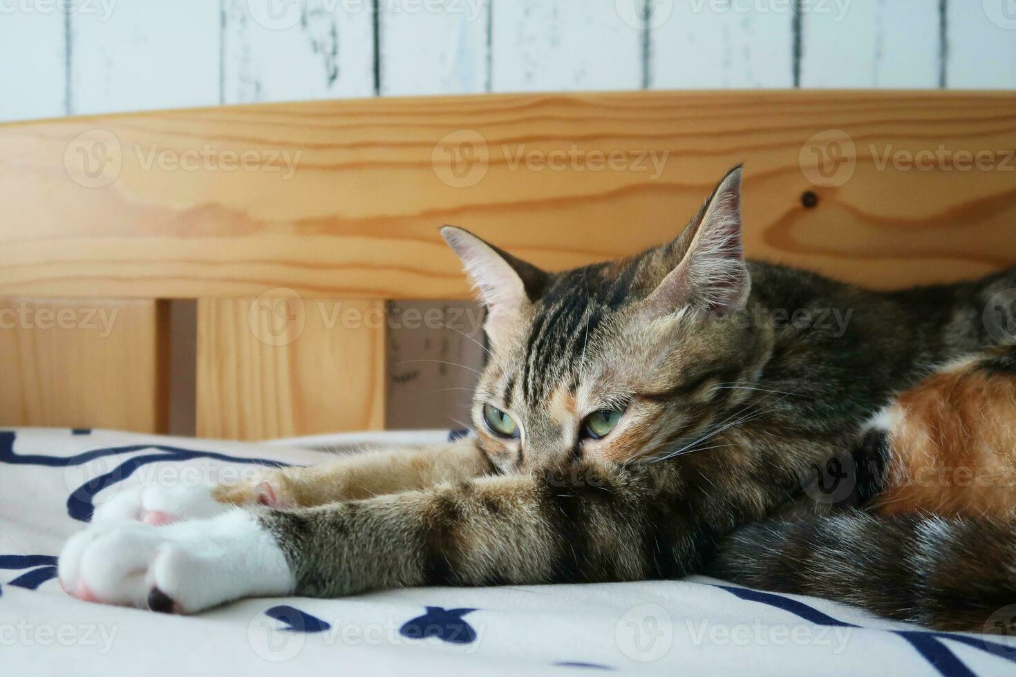 tricolor gato dormindo pacificamente desfrutando gato sesta. retrato do uma dormindo listrado jovem gato em uma cama. a gato é em repouso foto