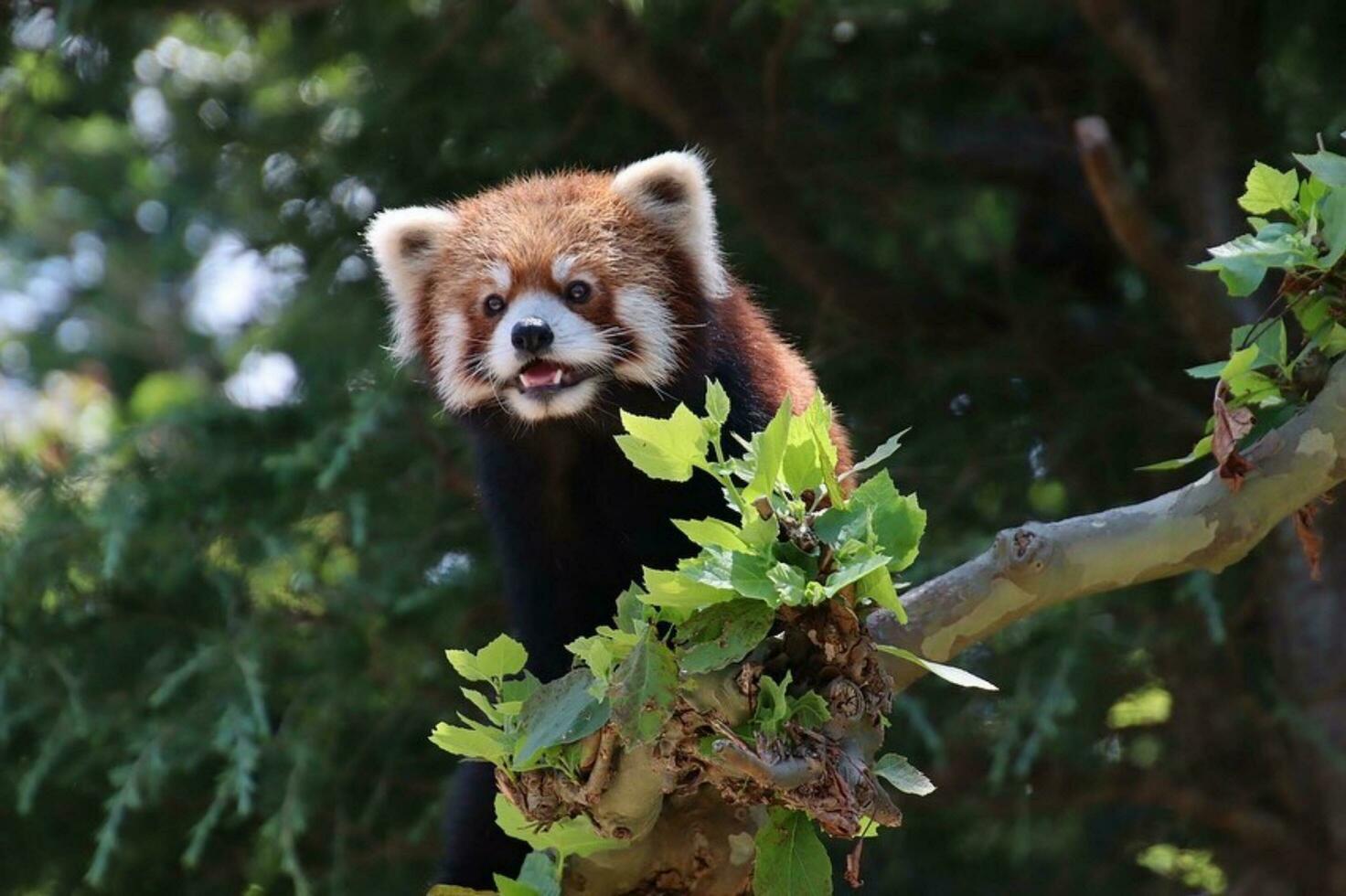 adorável ameaçadas de extinção mamífero dentro floresta habitat, fofa panda explora bambu e vermelho panda sobe árvore encantador vermelho panda explora exuberante floresta habitat, exibindo adorável animais selvagens. foto