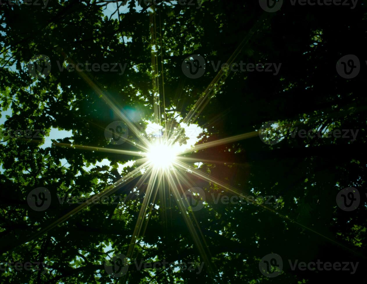 Sol através a floresta. foto