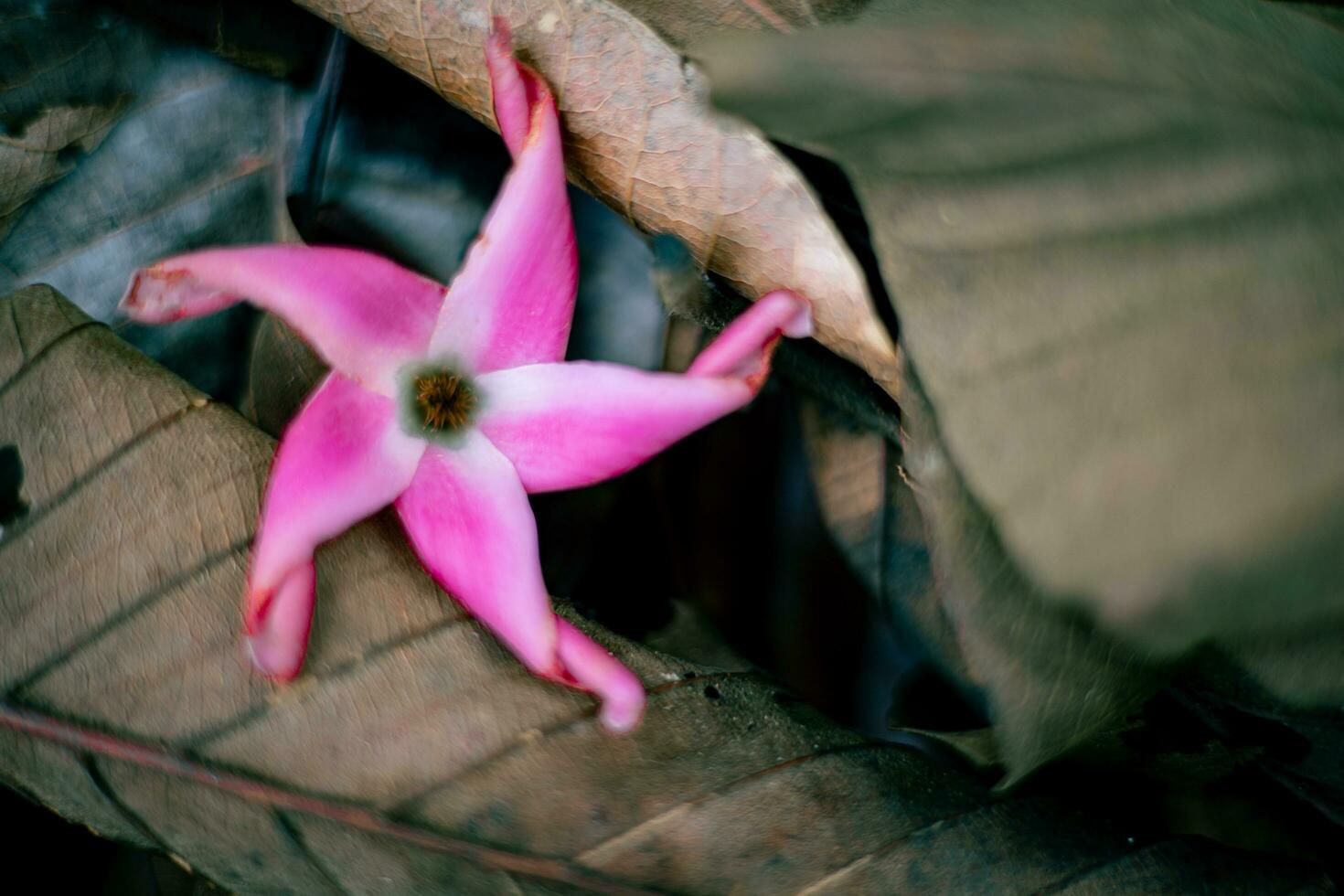 Rosa flores em seco folhas foto