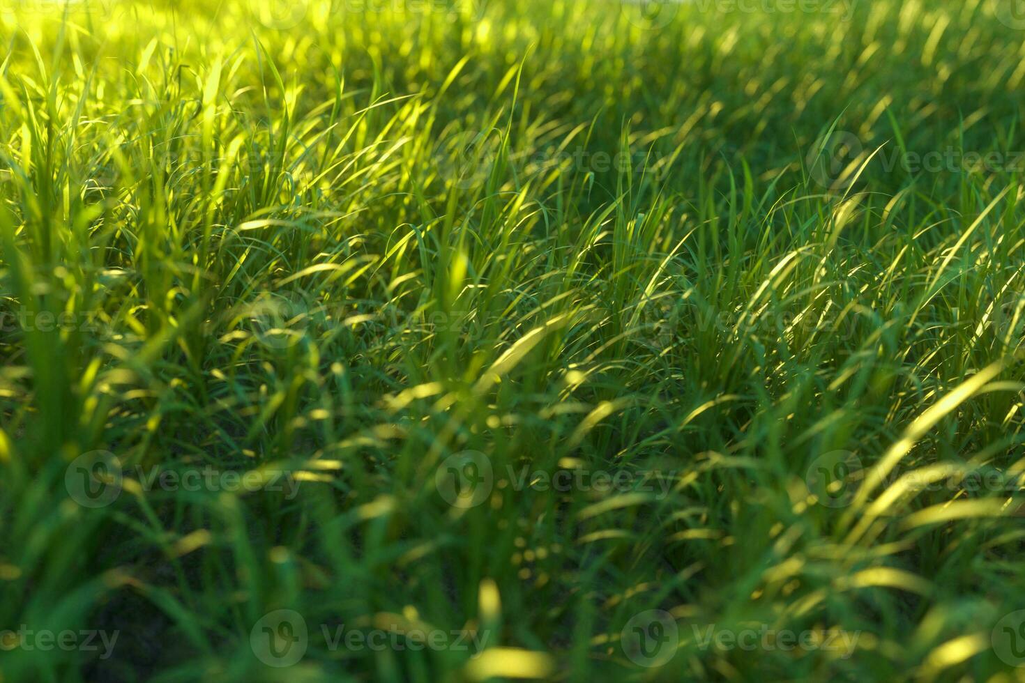 verde Relva e brilhante campo, natural cenário,3d Renderização. foto