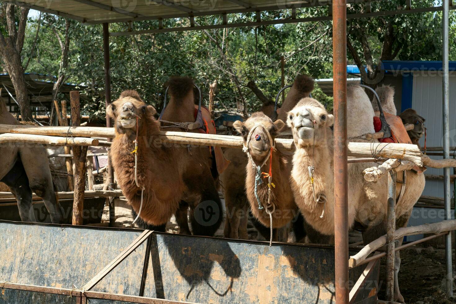 camelos fazenda, Reprodução galpão dentro a rural Fazenda. foto