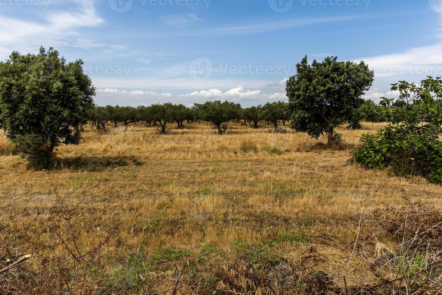 paisagem em selinunte na sicília, itália foto