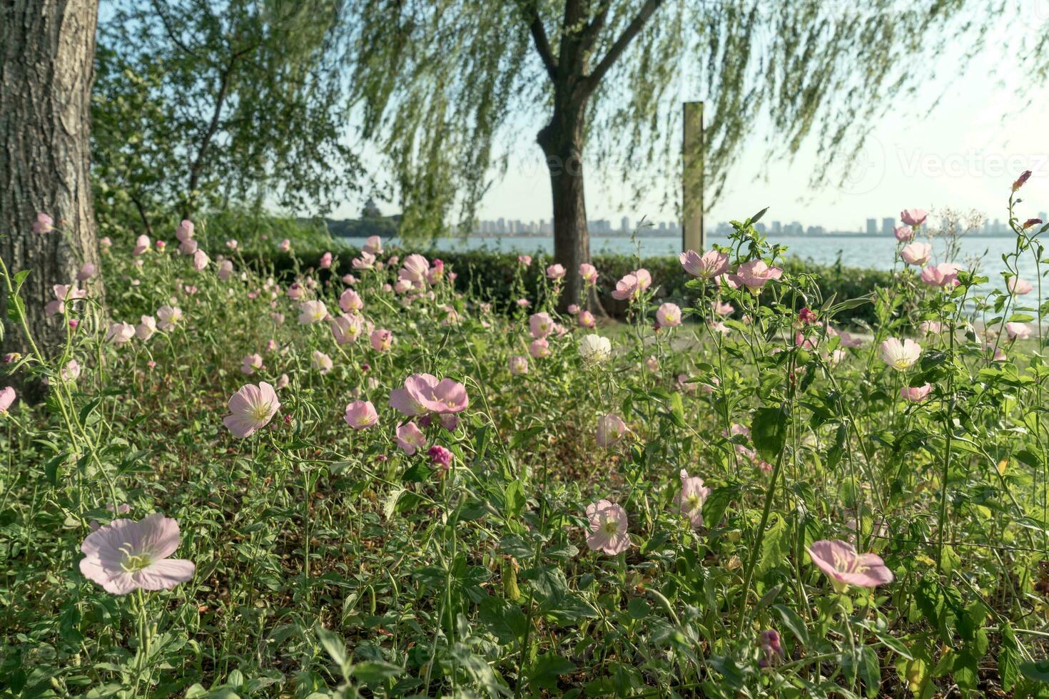 a floração arbustos dentro a cidade Centro parque. foto