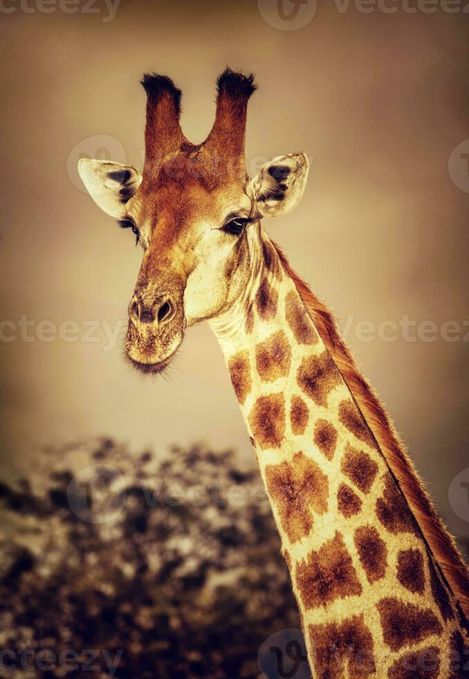 selvagem sul africano girafa foto