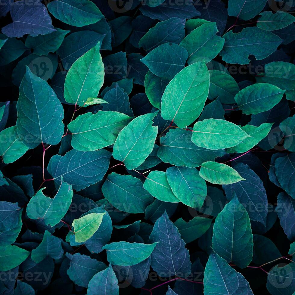 azul plantar folhas dentro a jardim, azul fundo foto