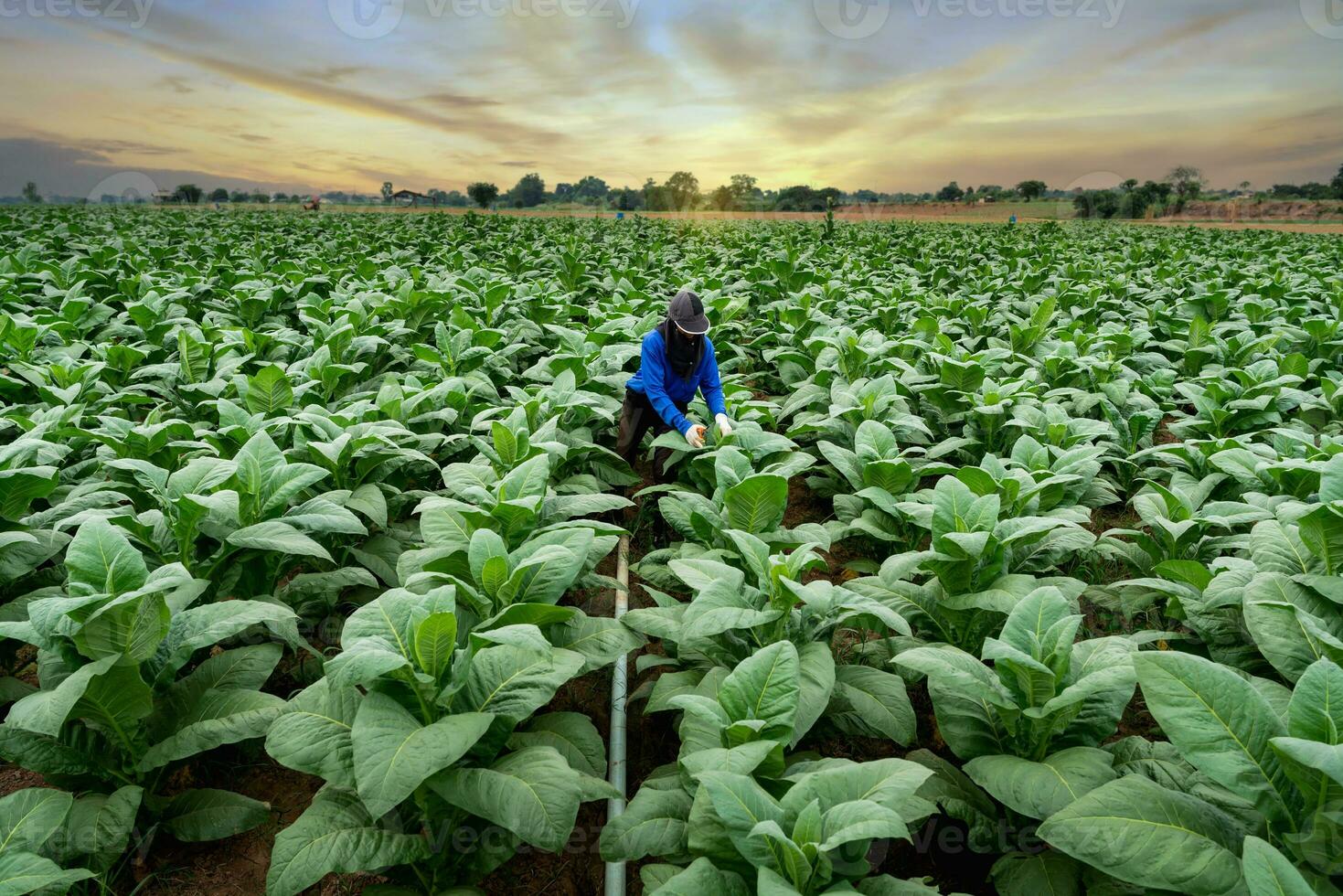 agricultura do tabaco indústria, agricultores trabalhando dentro tabaco Campos. foto