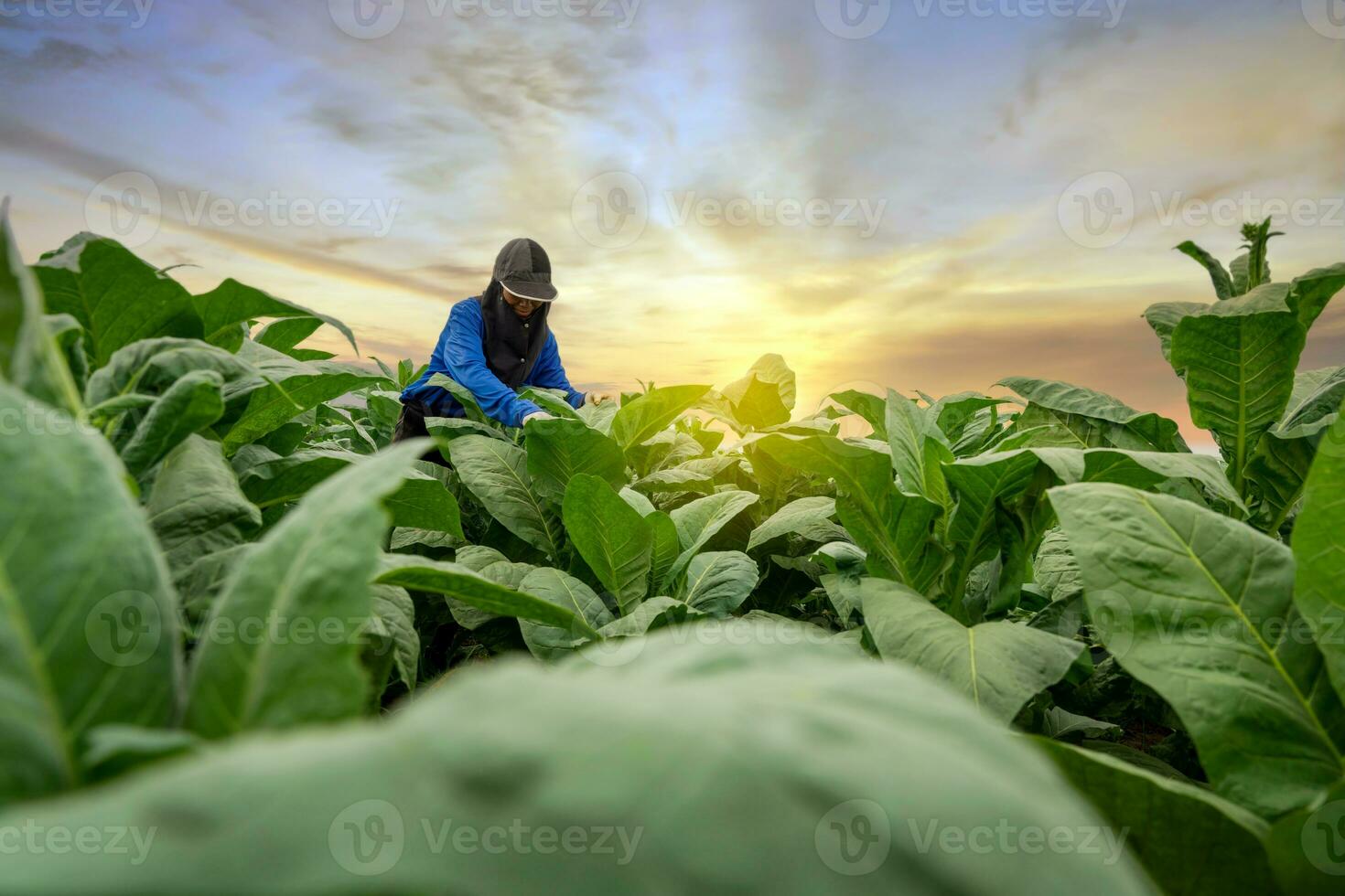 agricultura, fêmea agricultores Cuidado para tabaco plantas às tabaco plantação. foto