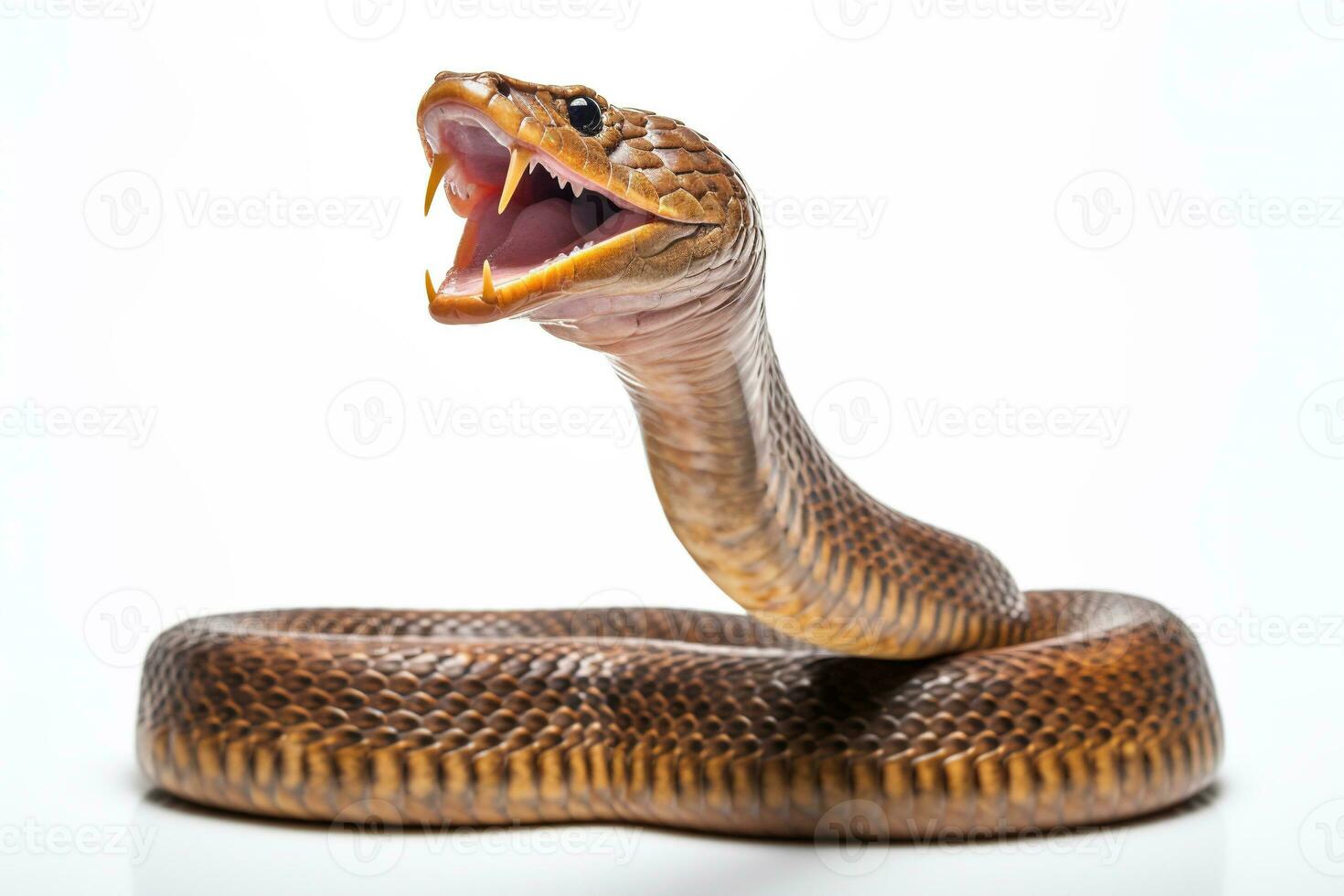 agressivo indiano cobra serpente pronto para greve isolado em uma branco fundo ai generativo foto