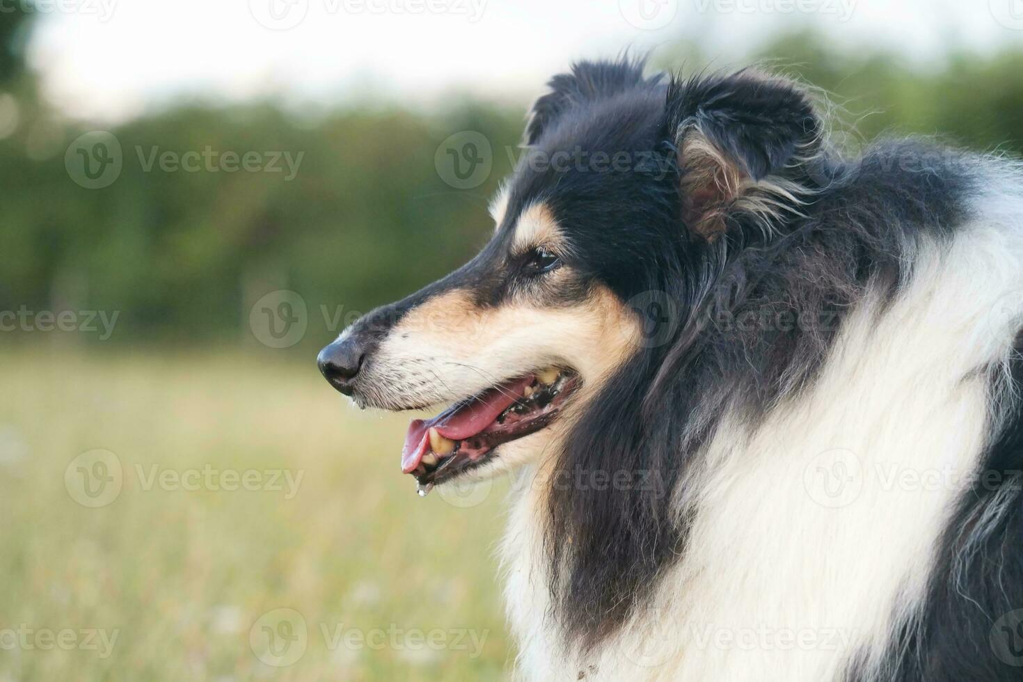 Preto e branco cachorro com grandes cabelos em tarde andar às campo do Inglaterra Reino Unido foto