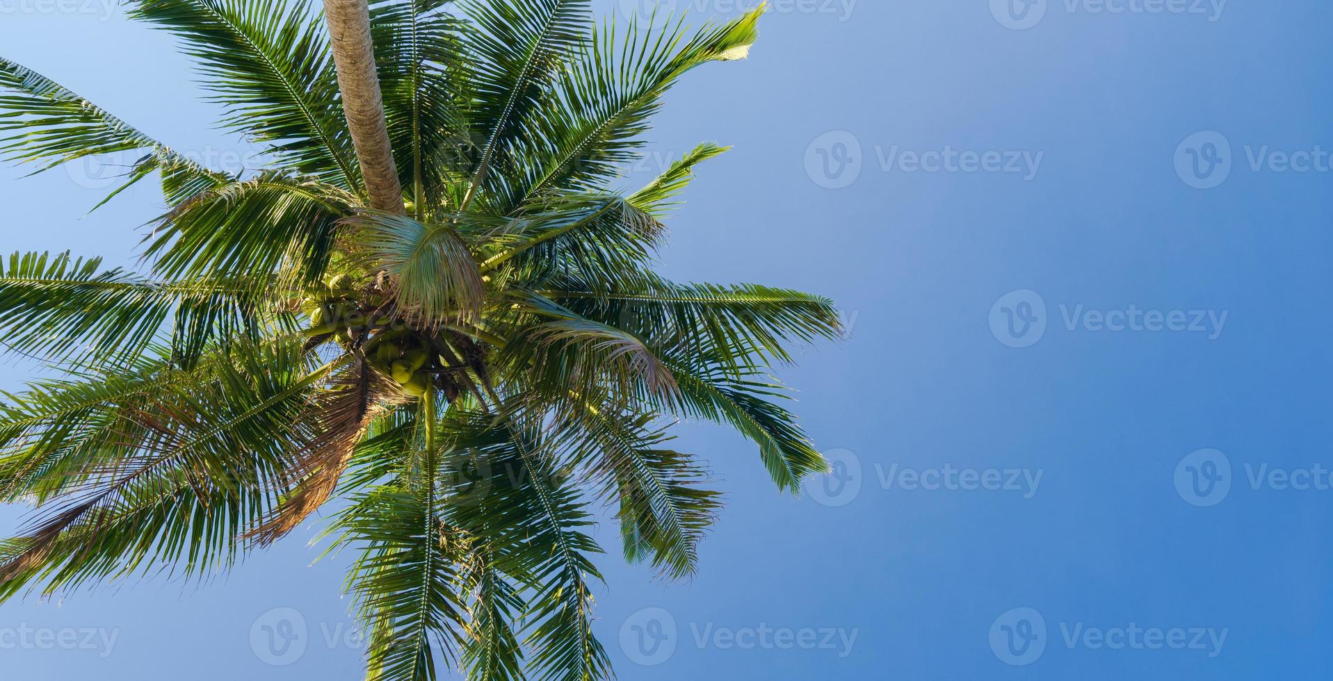 bela palmeira de coco sob o céu azul na praia tropical e no mar foto