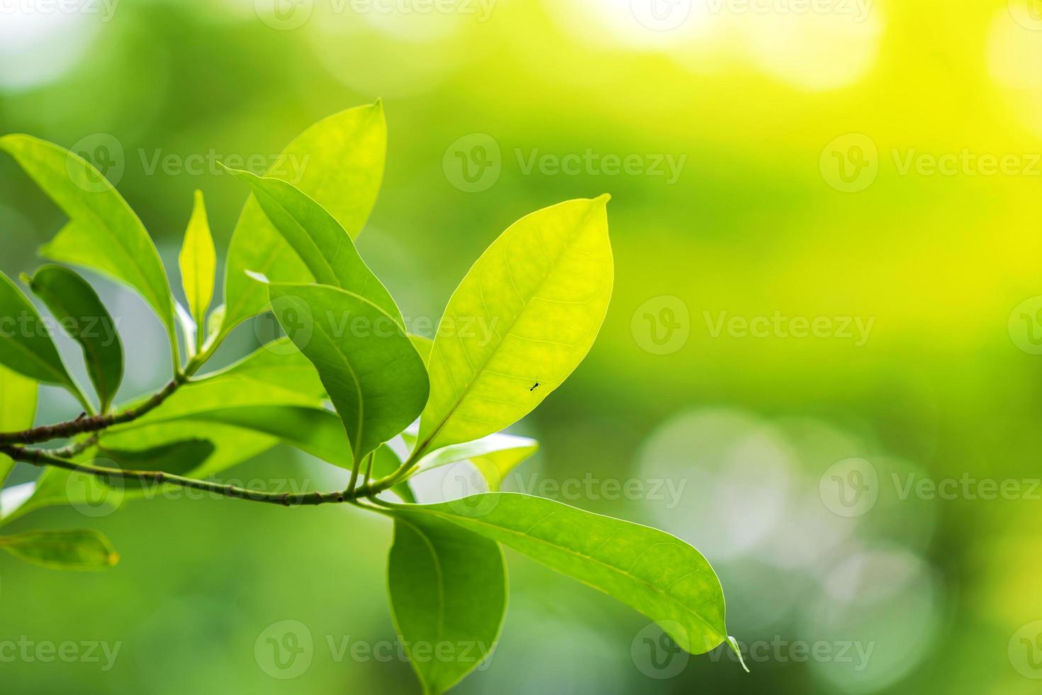 folha verde natural, folhas verdes frescas de árvores sob a luz do sol foto