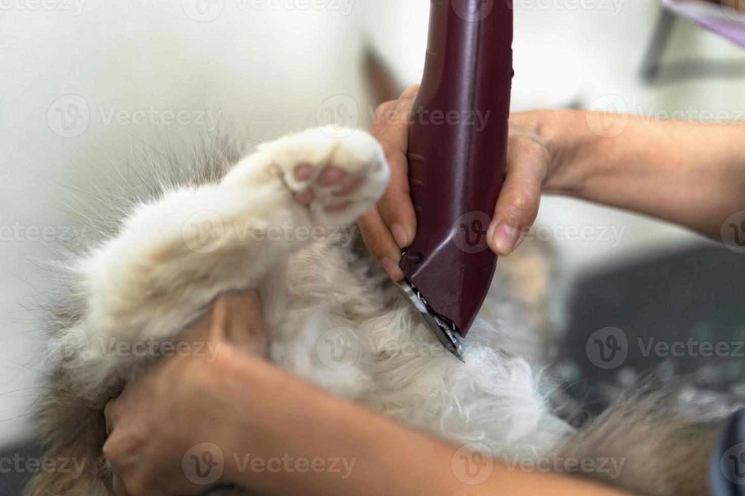 catação de gatos, catador cortando cabelo de gato no salão de beleza para cães e gatos foto