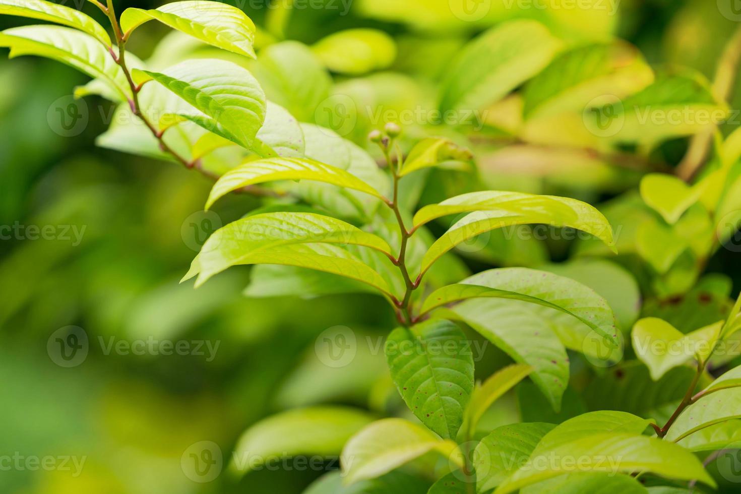 folha verde natural, folhas verdes frescas de árvores sob a luz do sol foto