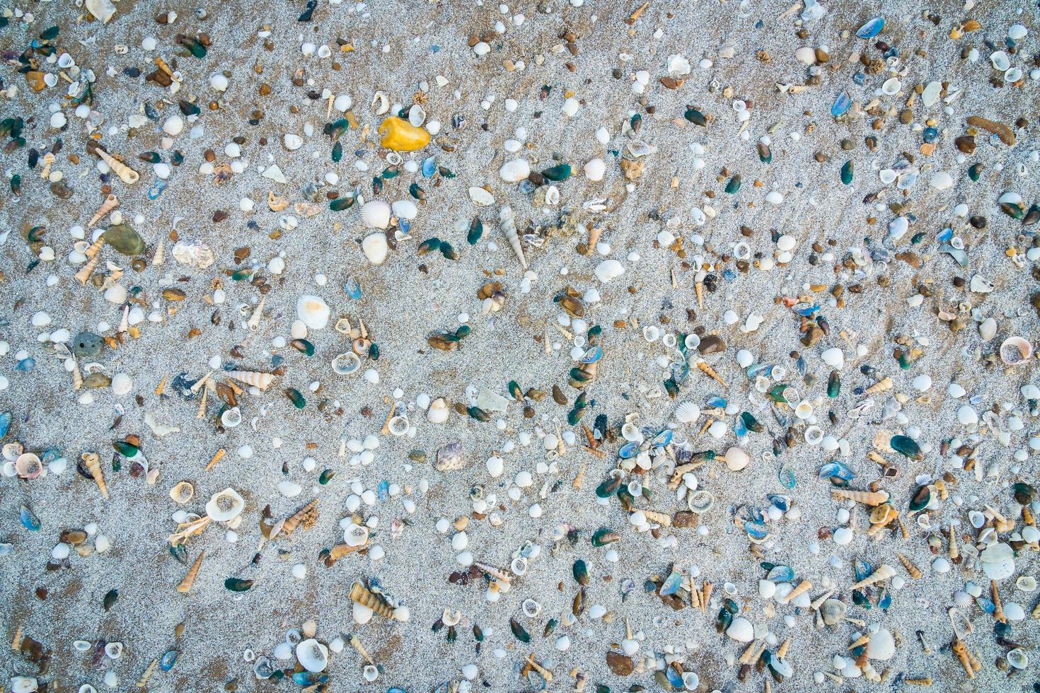 muitas conchas na areia foto