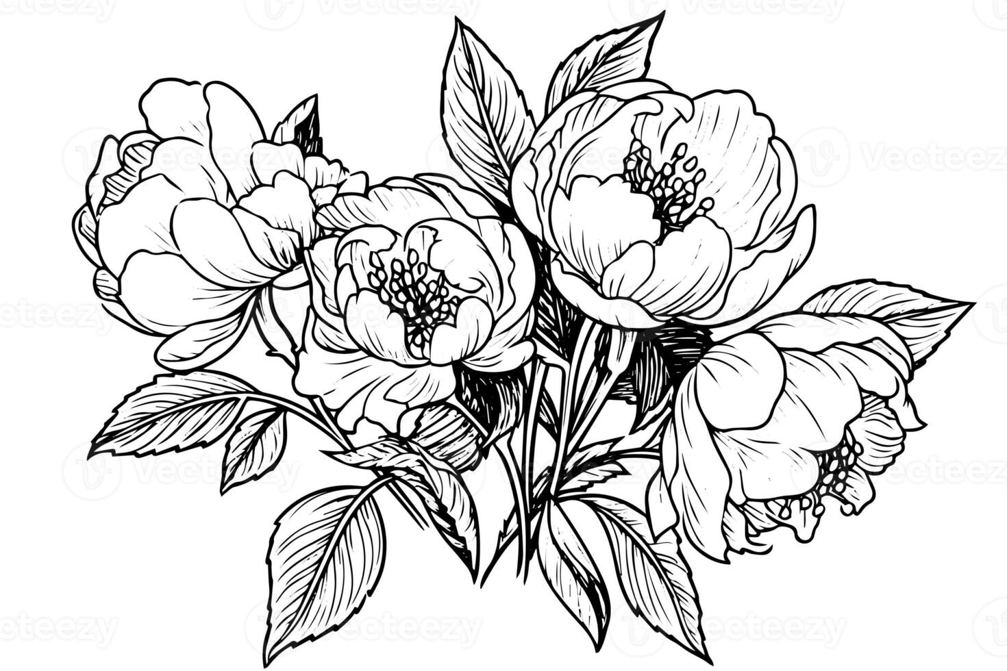 peônia flor e folhas desenho. vetor mão desenhado gravado tinta ilustração foto