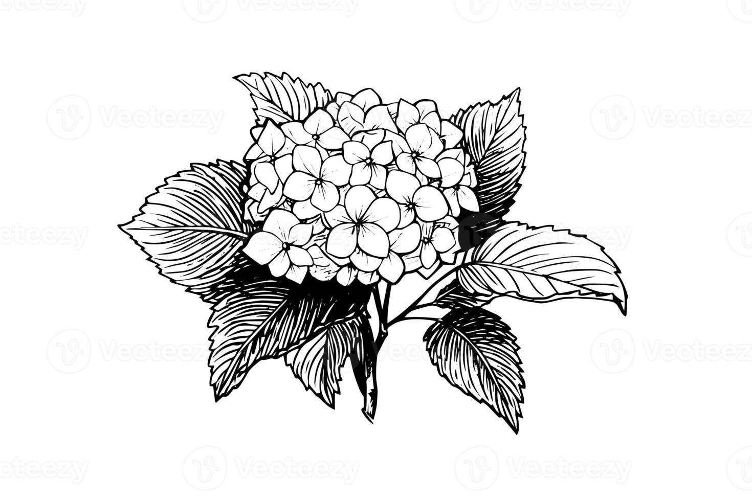 mão desenhado tinta esboço hortênsia flores vetor ilustração dentro gravação estilo. foto