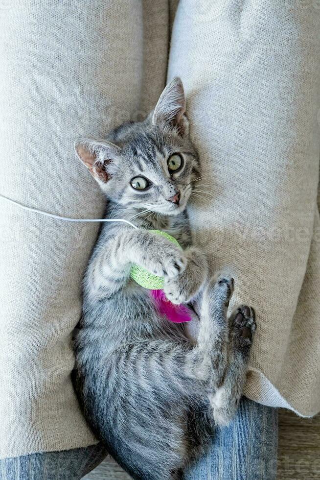 fofa cinzento gatinho deitado em pernas e jogando brinquedo foto